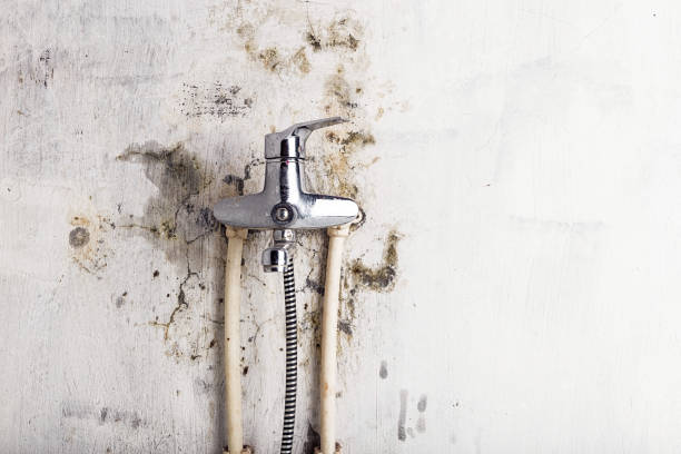 Best Affordable Mold Removal  in Farmer City, IL