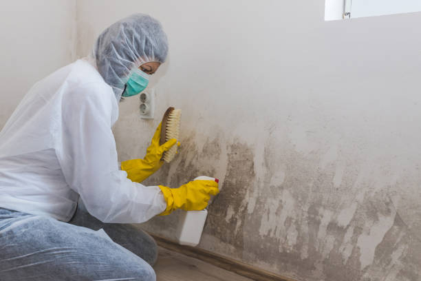 Best Mold Cleaning Services  in Farmer City, IL