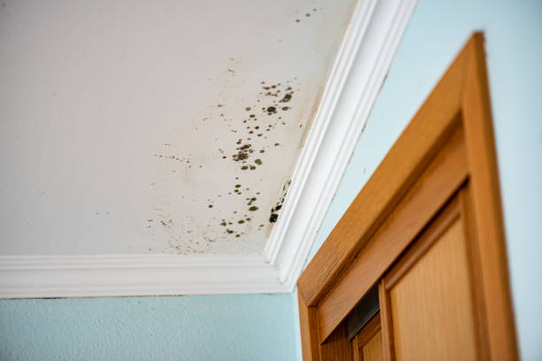 Best Professional Mold Removal  in Farmer City, IL