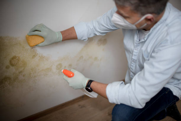 Best Fast Mold Removal  in Farmer City, IL
