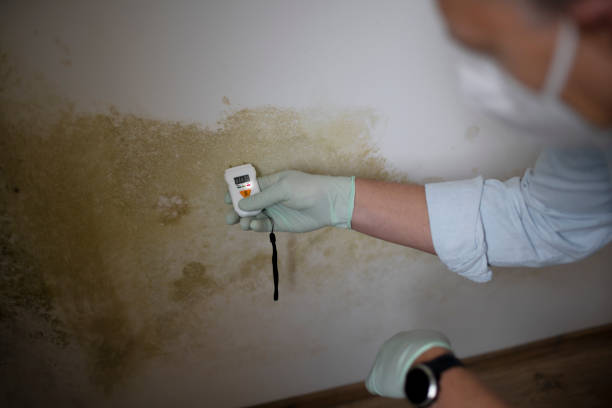 Best Mold Cleaning Services  in Farmer City, IL