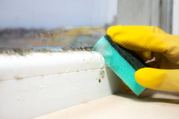 Best Emergency Mold Removal  in Farmer City, IL