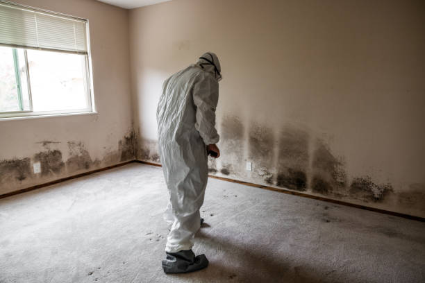 Best Mold Removal and Inspection  in Farmer City, IL