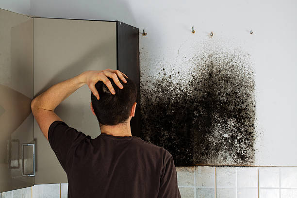 Best Mold Damage Repair  in Farmer City, IL